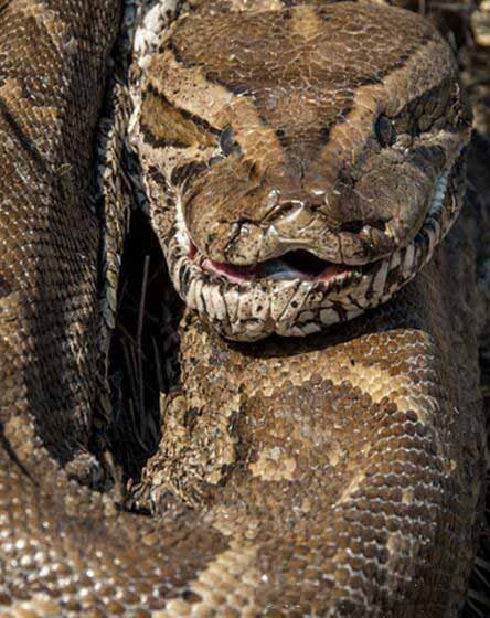 巨蟒野外离奇死亡，原因居然是“自杀”，这到底是怎么回事