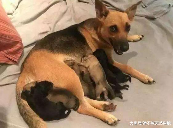 再温顺的狗狗，遇到这些情况，也是有脾气的