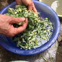 生长在田野上的水牛花竟是祛痰，止咳，祛风湿的良药！