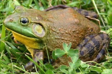 地球上10大不需要大腦的奇特動物，第十蟑螂，第六青蛙，第一蠑螈