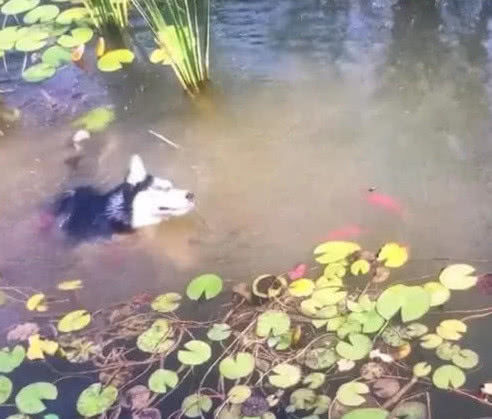 带着二哈回老家，到河边就不见了身影，转头看去在水里玩嗨了