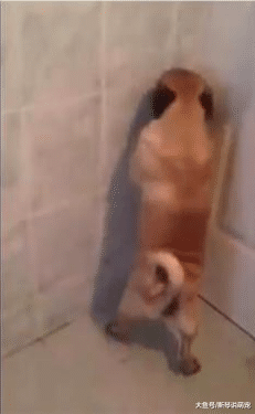 主人进到洗澡房，看到狗狗站立着做出这样的事情，杀狗的心都有了