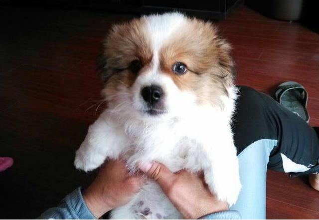 狗狗并不是越纯越好，串串狗有这5大“优势”，要比纯种犬好多了