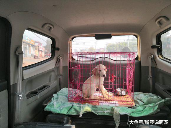 花300块在网上买的拉布拉多，养了一个星期，噩梦开始了！