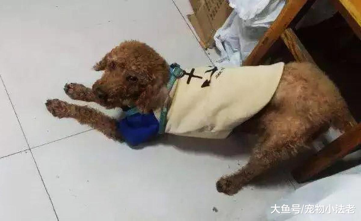 狗狗为什么突然翘起屁屁？这5种原因，你需要了解一下！