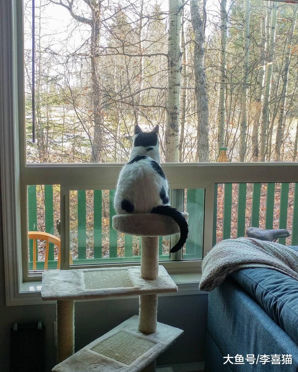 貓咪向往自由，養在室內會很委屈？不，散養才會有更多安全隱患！