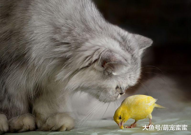 萌宠：盘点世界上最高冷的两种猫咪