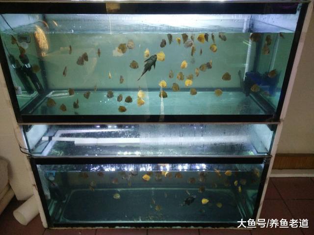 饲养观赏鱼, 养水之前为什么先要困水三到五天?