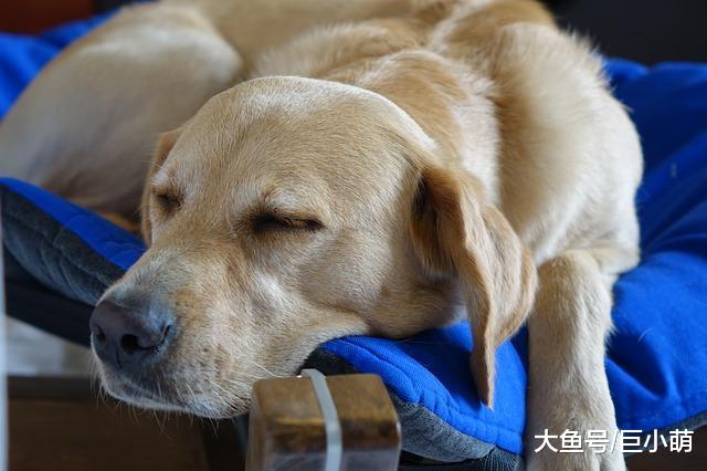 你以为狗狗反应迟钝行动变慢是因为年纪大，6个原因可能是元凶