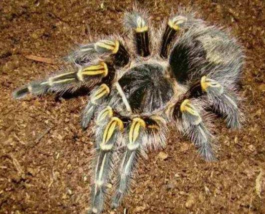 地球上10大巨型蜘蛛，巨人蜘蛛性格凶猛，骆驼蜘蛛攻击力超强