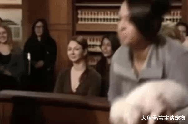 双方都说狗狗是自己养的 法官竟然用这种方法判案