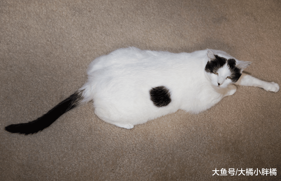 你家猫咪过得幸福吗？它若有这5种行为，你就不用太过担心了！