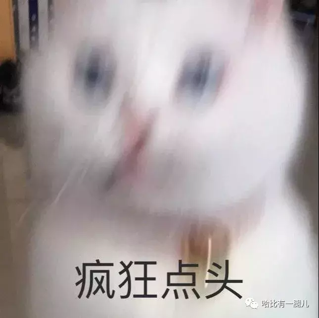 有两种忘记生活烦恼的方式: 表情包和猫