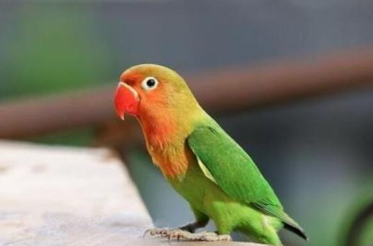 艳丽的牡丹鹦鹉会学舌吗？饲养漂亮的它们不注意这些可不行！