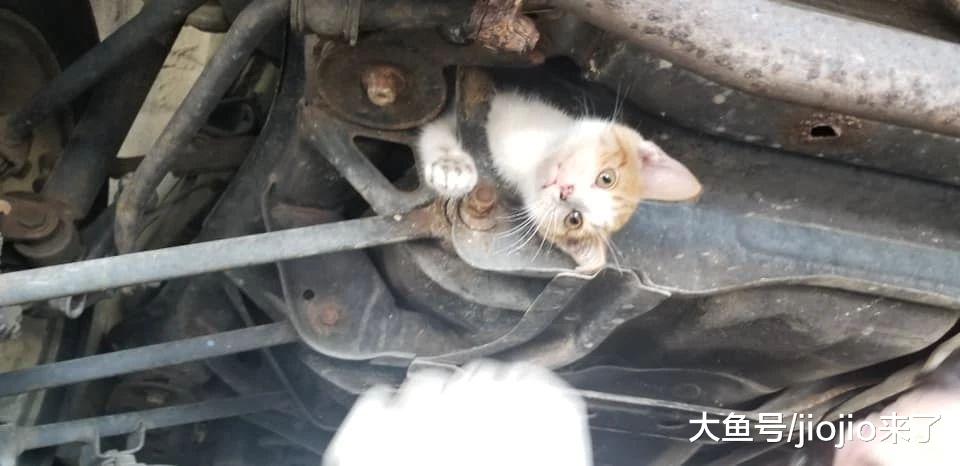 流浪猫卡在车底，行驶2小时才被发现……为救猫他做出了疯狂举动