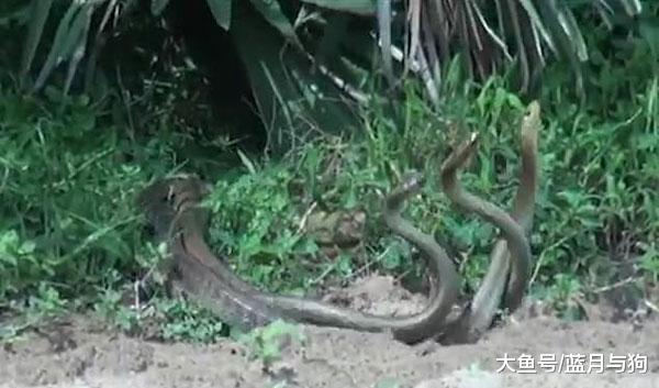 三条蛇相互缠绕，路人以为它们在疯狂打架，不料男子说出正确原因