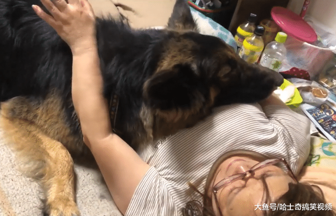 德牧从小要主人抱着睡，结果现在3岁了，还以为自己是小狗