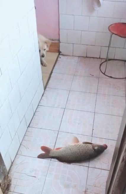 买的鱼跳出来了，哈士奇去帮忙，结果主人看到这无语的一幕！