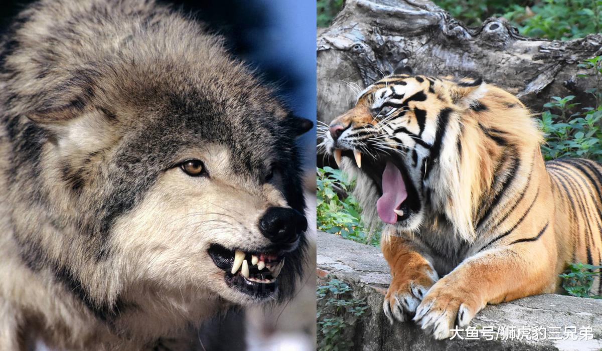 最大的狼斗得过最小的老虎吗？北美灰狼与苏门答腊虎比谁厉害？