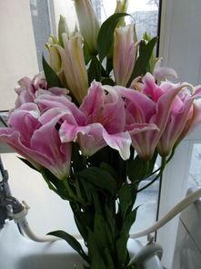 如何延长百合插花的保鲜时间呢？应注意这几点就行了