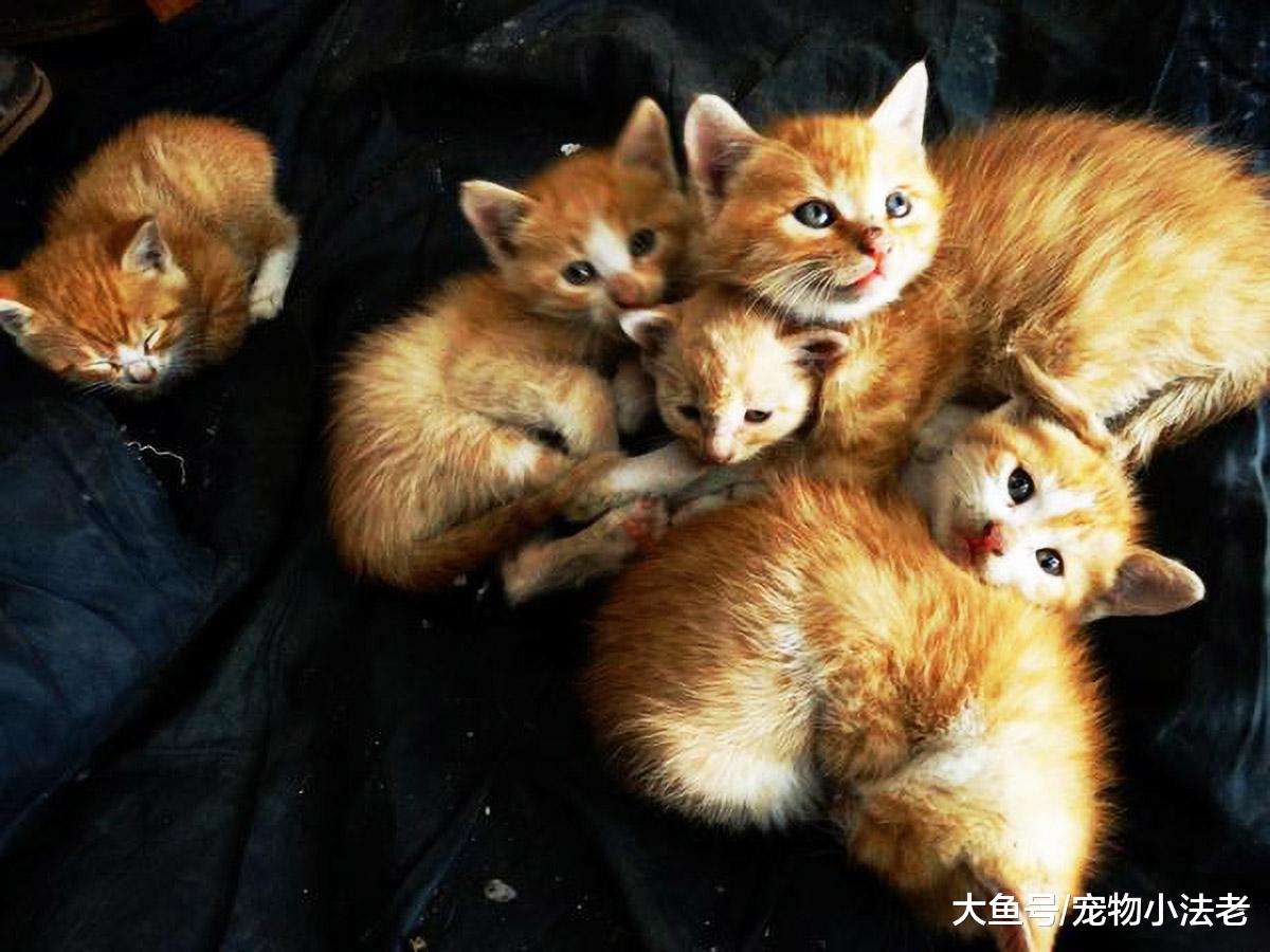 为什么猫妈妈会突然吃掉小猫？这4种行为，请不要再忽视了！