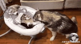 3只柴犬叫主人起床，结果中途“叛变”，女主：白养你们了