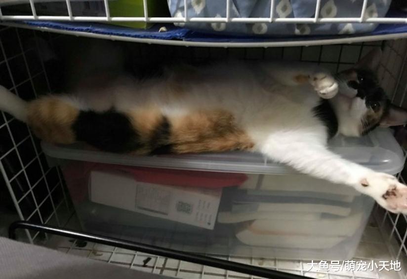 贪吃基排出绿色大便把饲主气炸：有遇过吃猫砂的蠢狗吗？