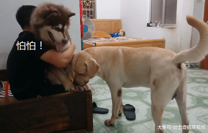 主人捡了只大狗，结果拉布拉多急了，还“有脸”带回家啊？