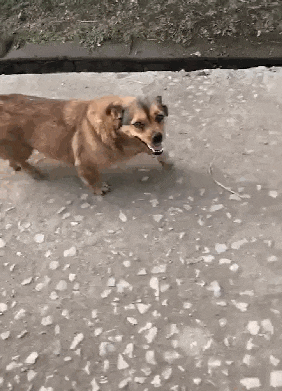 网友养田园犬, 朋友借三轮车狗子一路跟随, 狗: 不许偷我家东西…