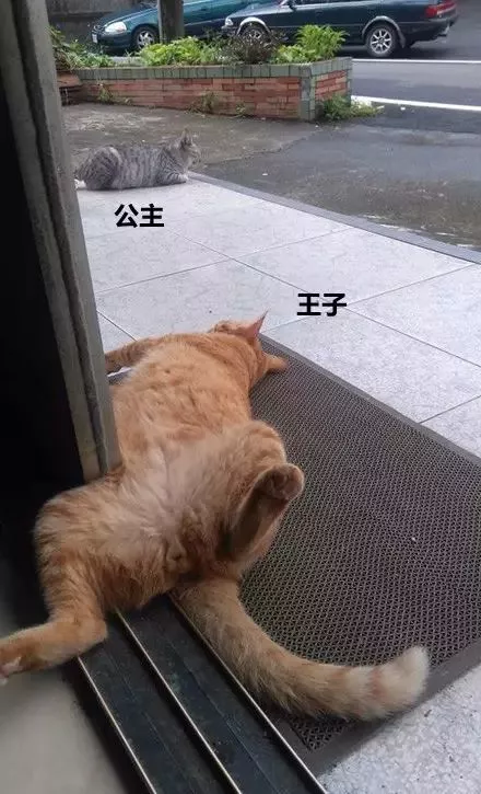 有人说，这是快速区分男女喵的方法，只不过…