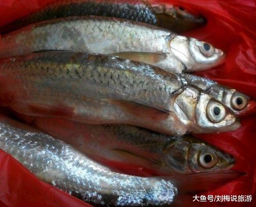 『鲈鱼』中国最好吃的6种鱼，我只见过一种，吃过的都是土豪