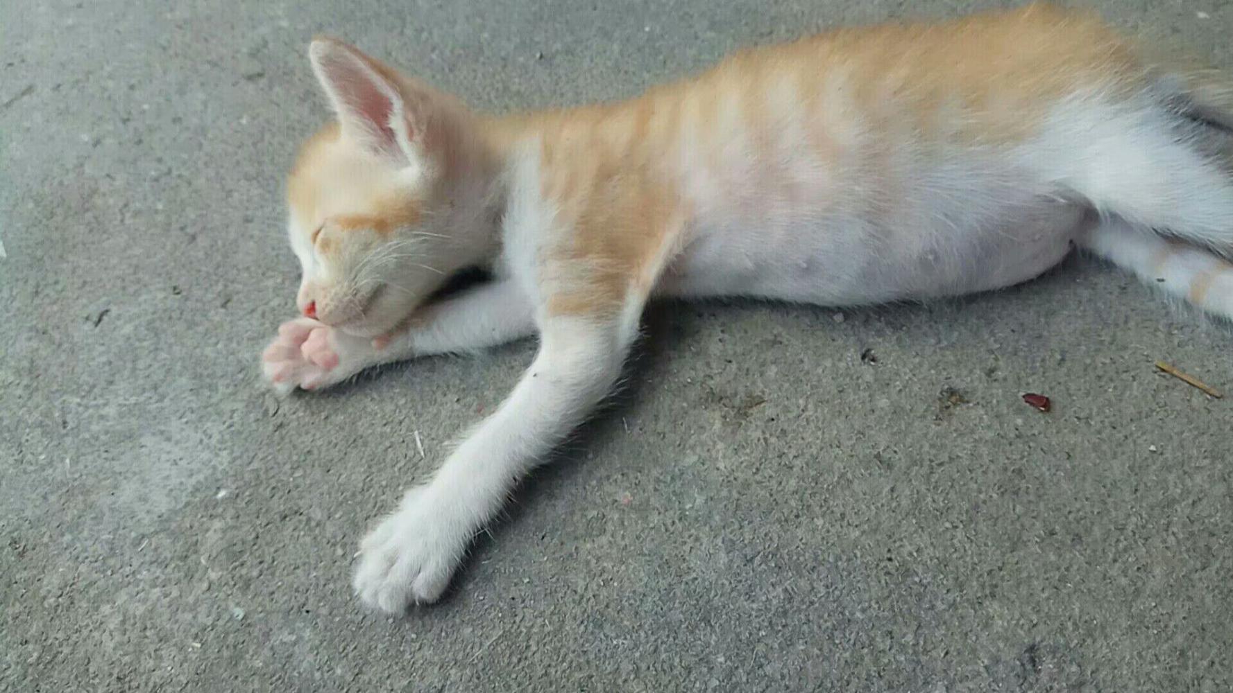 橘貓媽媽喜提小奶橘一只，花式喝奶，花式秀腿