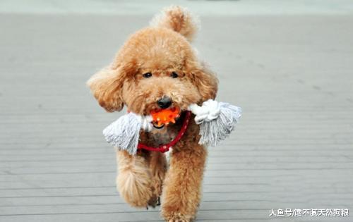 照顾“生理期”的狗狗，主人一定要谨记几点，对它有好处