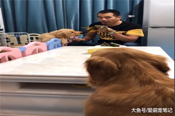 小奶狗偷吃粽子，网友假装生气把狗狗扔下楼，狗妈的举动好暖心！