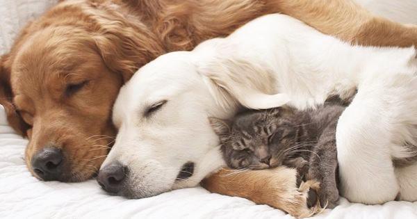 狗狗睡覺也會抖？是因為它正在做夢？還是它的身體出現了問題？