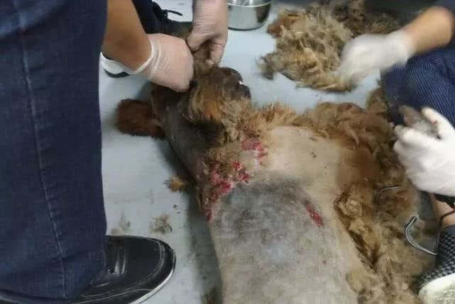 狗狗因长期被虐待跳楼轻生，被发现时体重还不到30斤