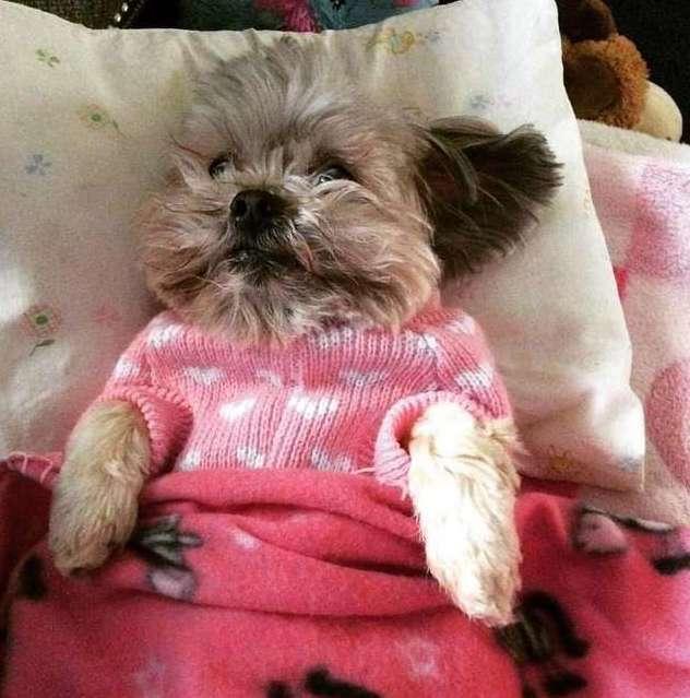 老年西施犬患上白內障，被收容機構判定應該安樂死，幸得義工拯救