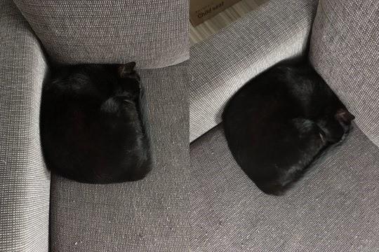 沙发上出现了一个的黑色抱枕，千万不要坐下去，那是一只布做的猫