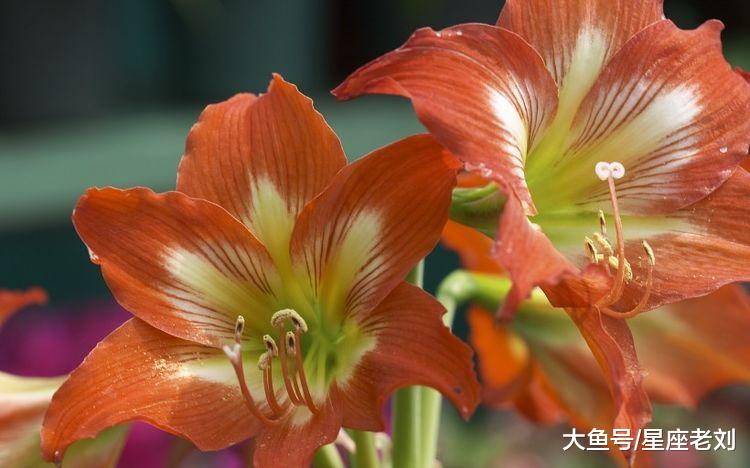 三生肖10月喜鹊搭桥把情牵，有情人终成眷属，脱单在望！