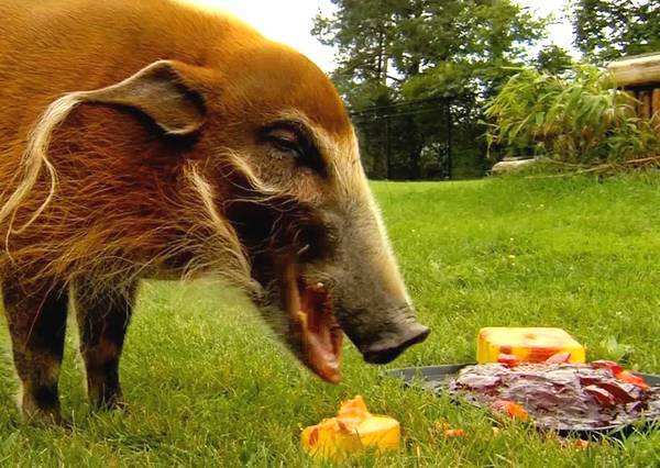 红河猪在非洲泛滥成灾, 过来中国, 一定不会发生这样的状况!