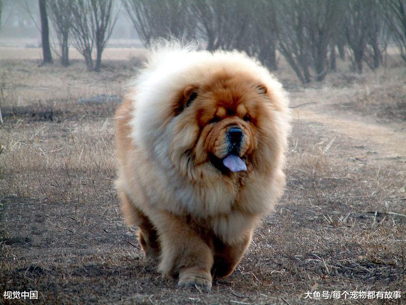 我们怎么判断狗狗喜不喜欢我们呢，我们又要如何养好一条狗呢