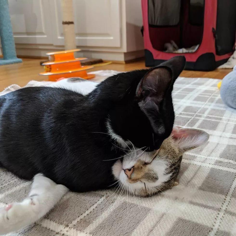 情人節雖然過去了，但這對喵星人秀恩愛的貓糧我還是先干為敬！