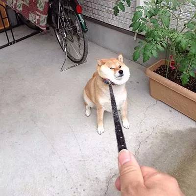 盘点遛狗遇到的6大敌人，熊孩子只能排第二