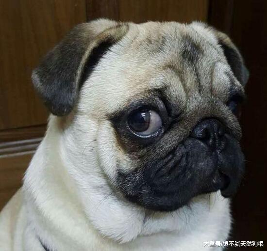 让巴哥犬的寿命更长，需要从细节抓起，这5点不能忽略