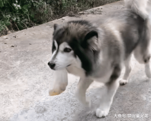 “精心”准备的鸡蛋被狗狗抢走，表情让人笑喷，狗：你套路我！