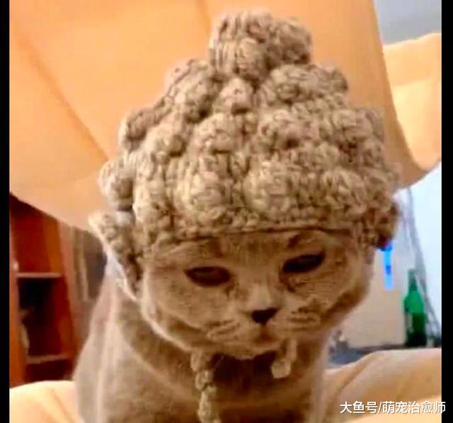 網友給貓織了特別造型的帽子，讓它看起來像佛祖！貓：我要用膳！