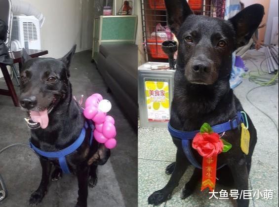 小主人介绍狗狗，使用方法竟然有“暖床”，价格“无价”是真爱了