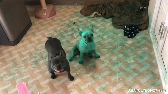 见过绿色的法斗没有？这只法斗把自己染成了绿色，这狗咋想的？