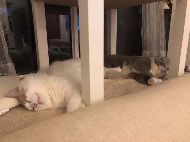 广东地区的小猫咪在夏日40度高温下，究竟过着怎么样的生活？