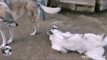 网友错把狼犬当哈士奇，还把它们养一起，结果二哈悲剧了